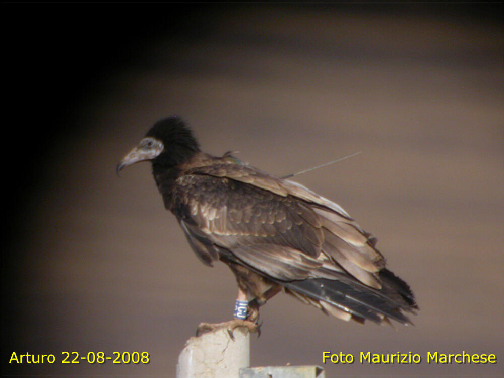 Arturo, fotografato in Sicilia nel 2008